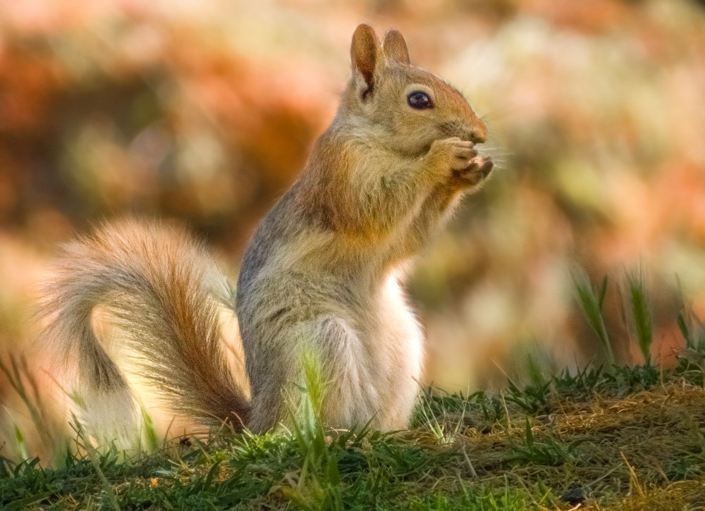 Squirrel