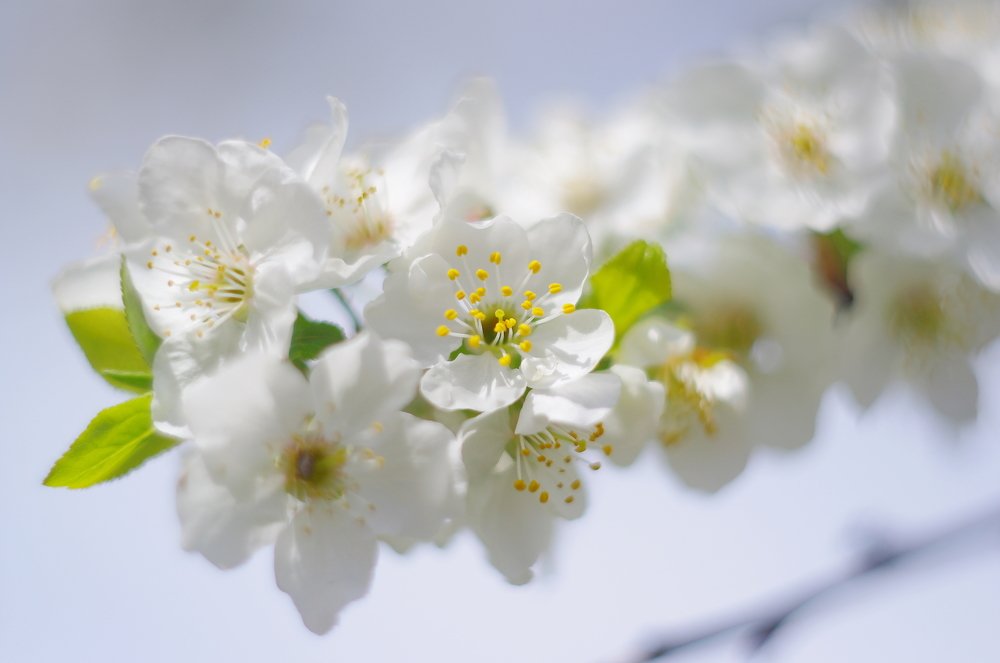 Photograph by Дмитрий Клешаев