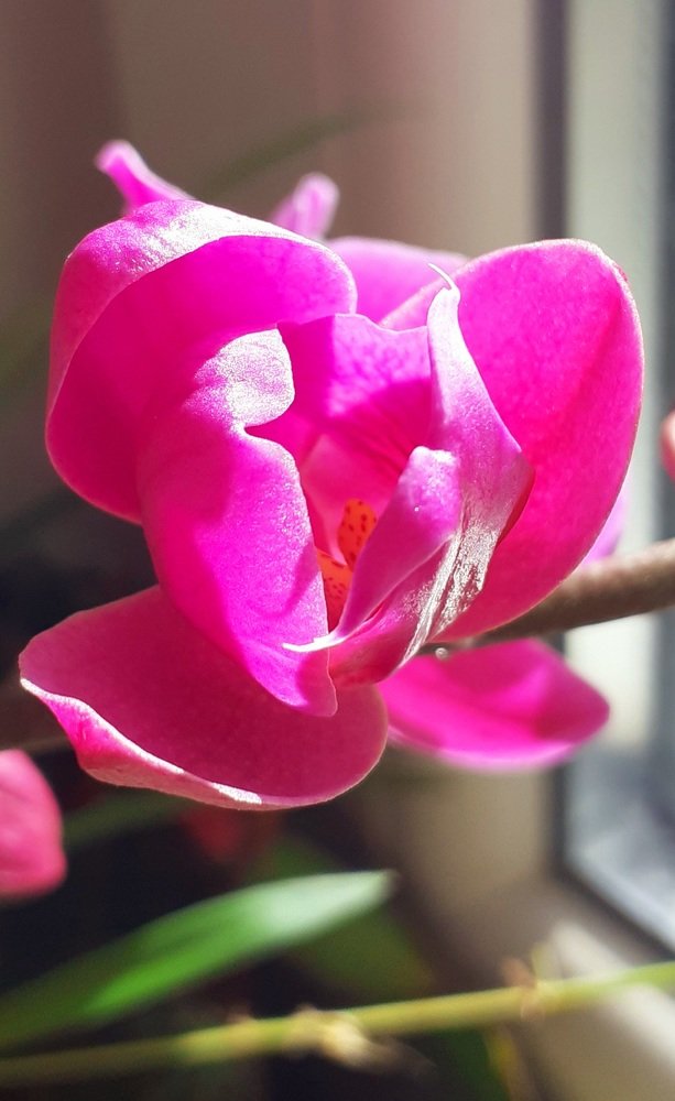 Photograph by Любовь Макарова