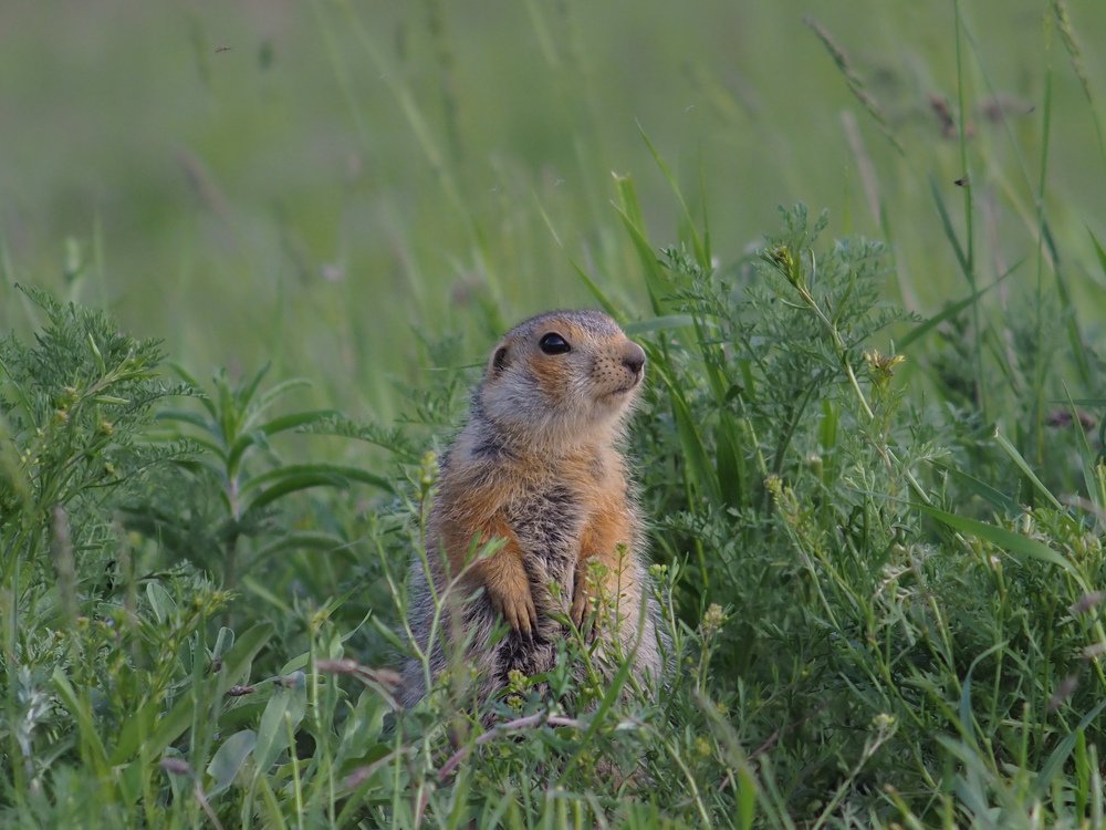 Photograph by Светлана Шибаршина