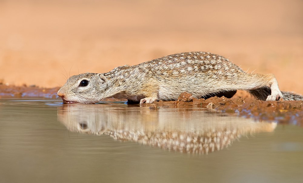 Mexican ground squirrel - Земляная Белка