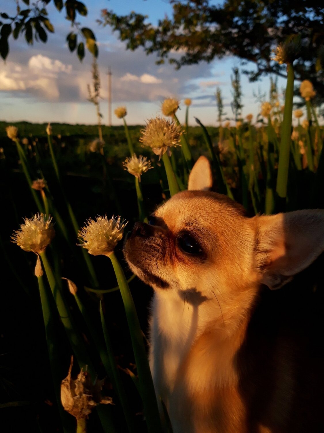 Photo #4649116