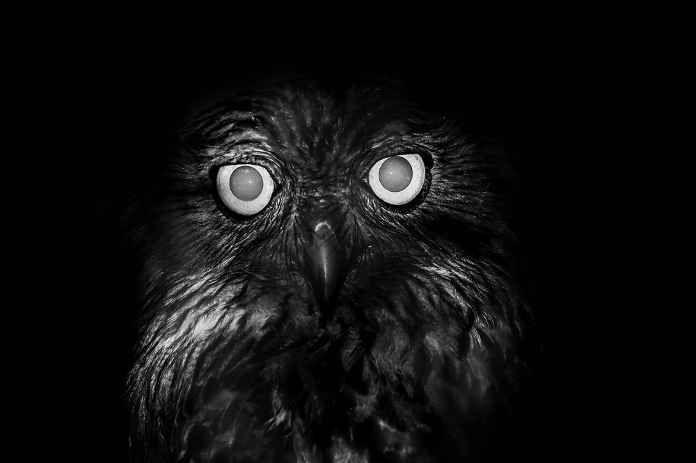 The Owl