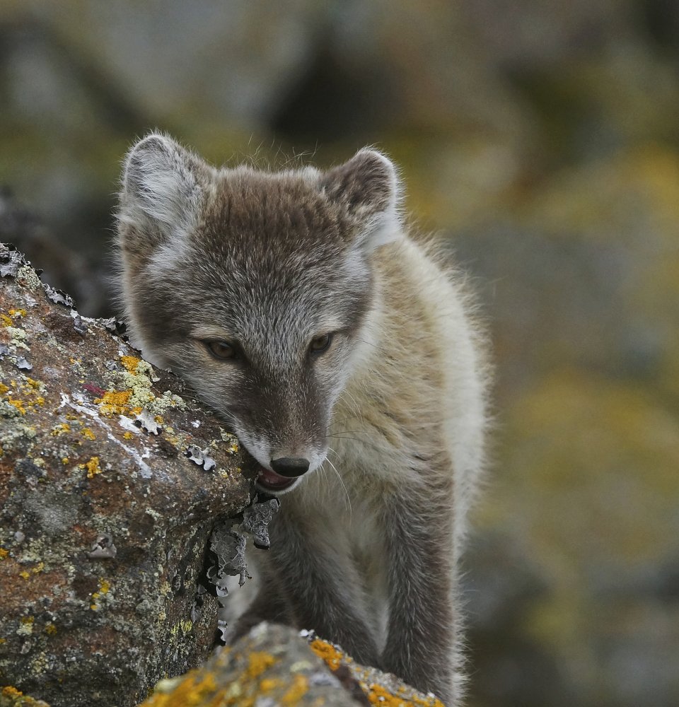 Уже кусаться можно