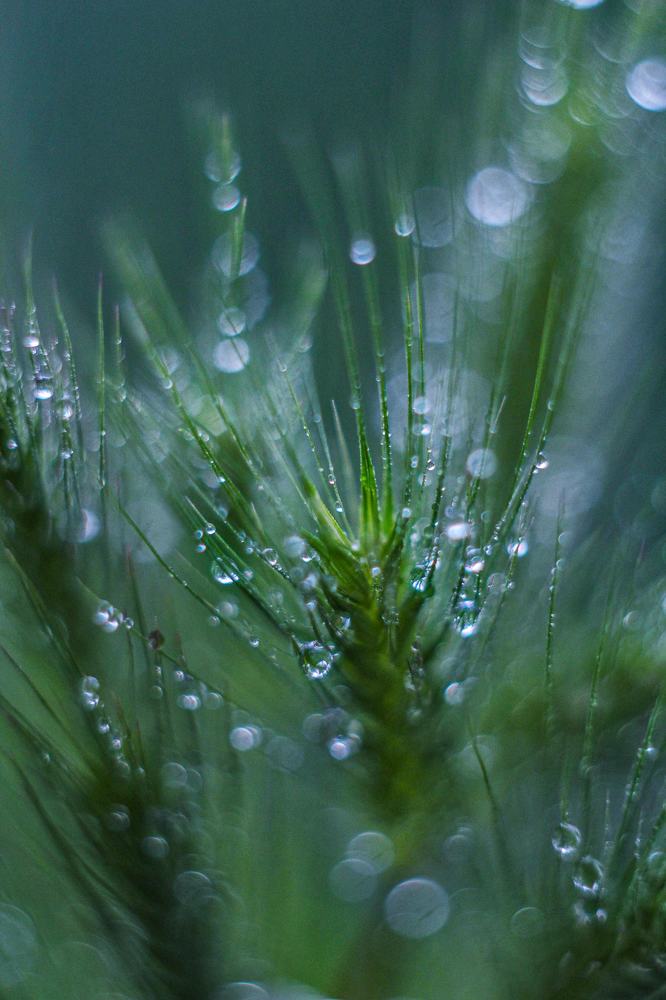 Photograph by Евгения Уманец