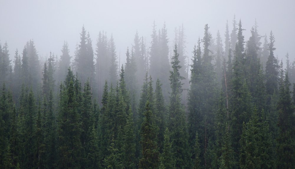 Photograph by Дмитрий Клешаев