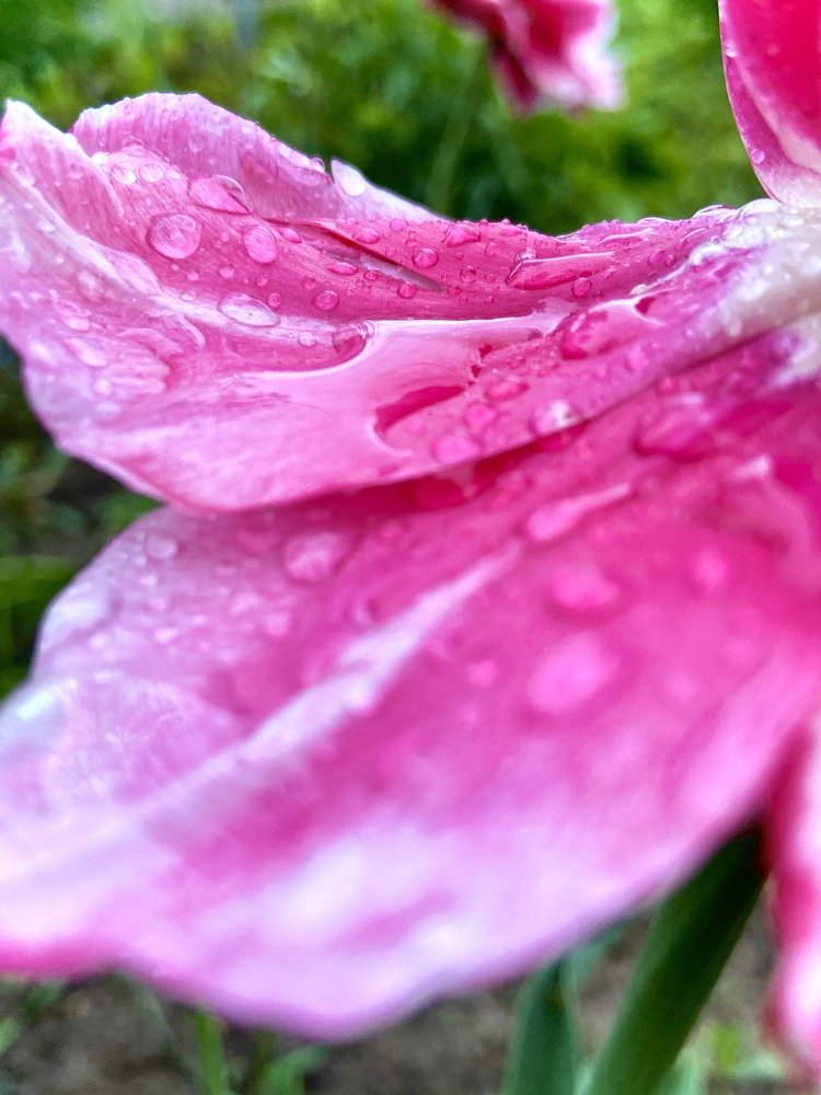 Тюльпан после дождя