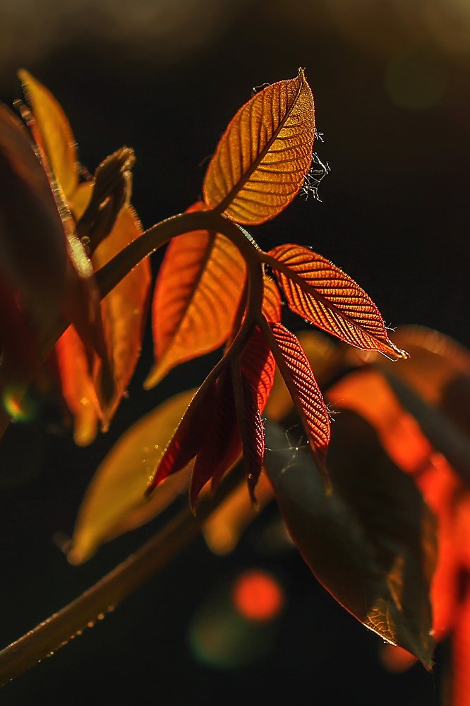 Фотография автора Victor Sacaliuc