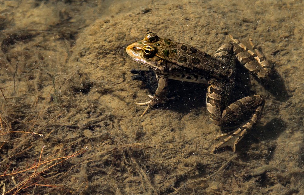 Царевна-Лягушка