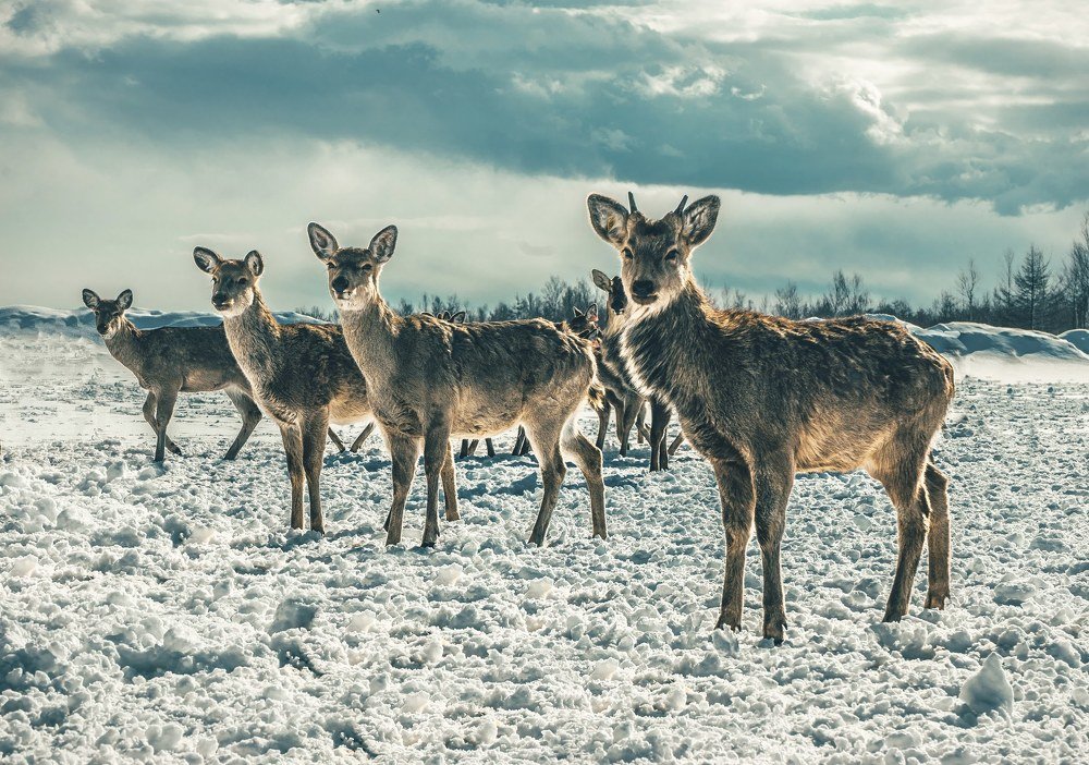 Photograph by Игорь Дудковский