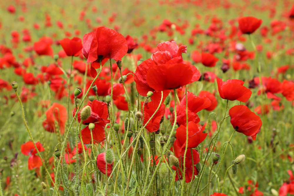 Photograph by Валерия Маркова