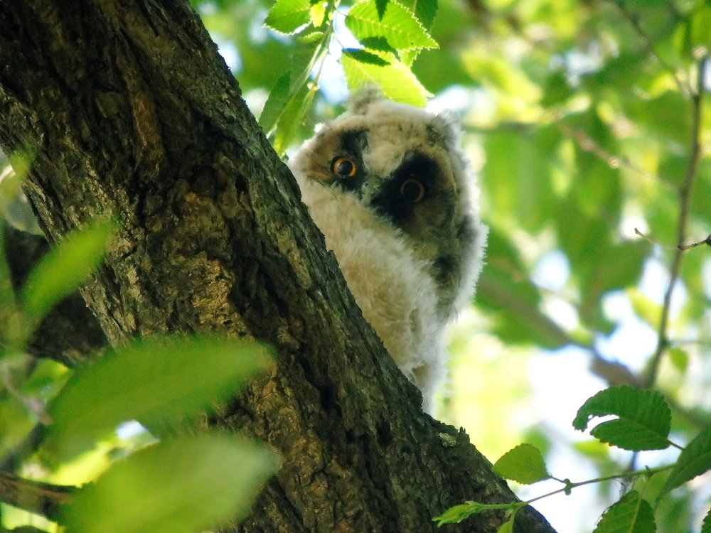 Ушастые совы