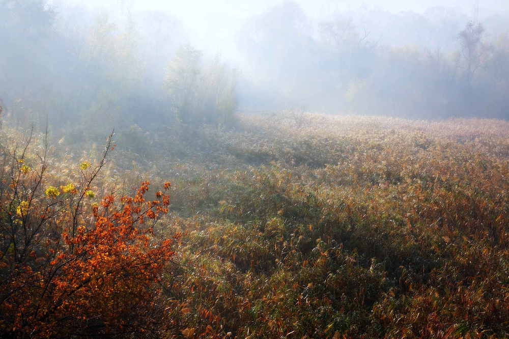 Фотография автора Светлана Груньковская