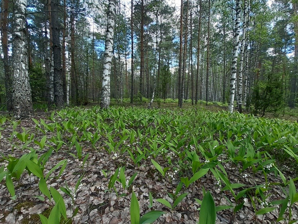 Photograph by Инна