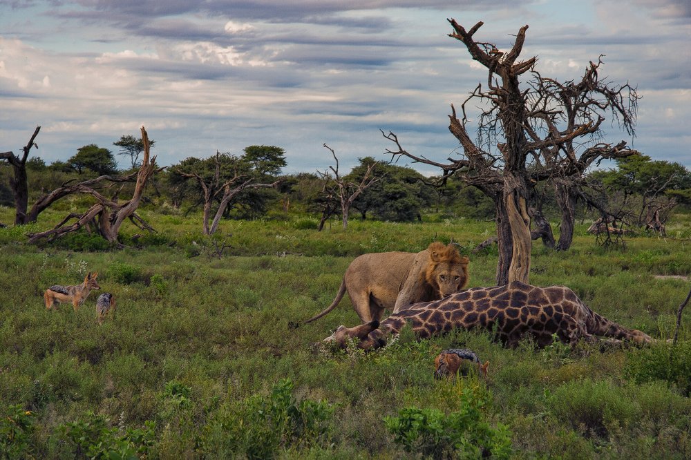 Photograph by Евгений Шварцман