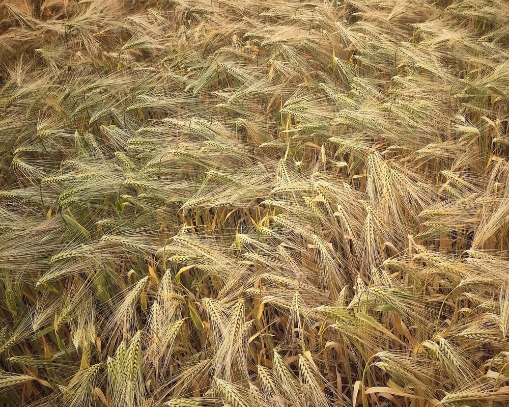 Ностальгия