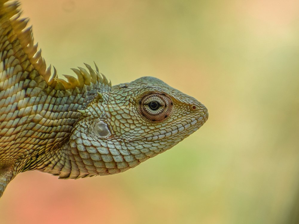 Oriental garden lizard