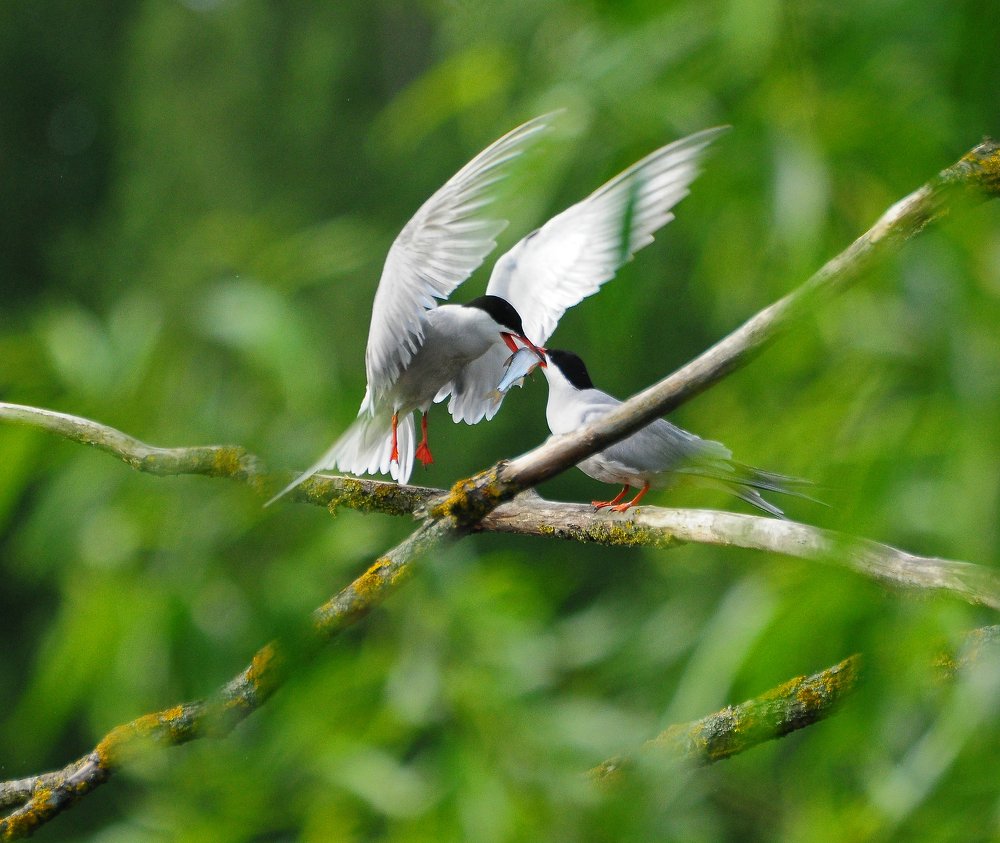 Фотография автора Антип