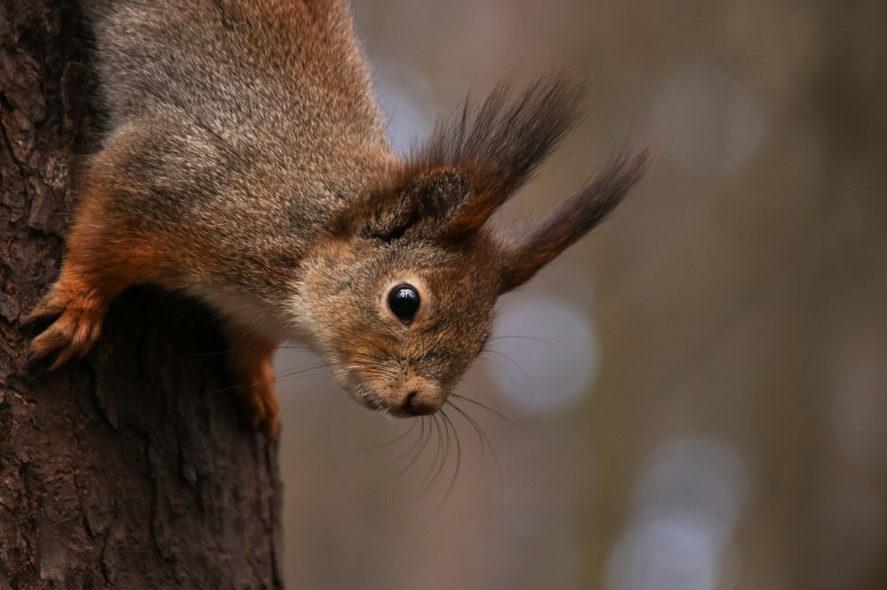 Photograph by Наталья Гайдукевич