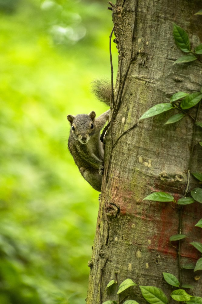 Фотография автора Solaiman Hossen