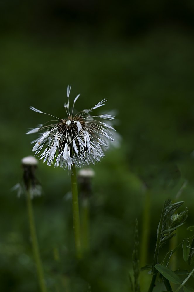 Photograph by ILONA KILA