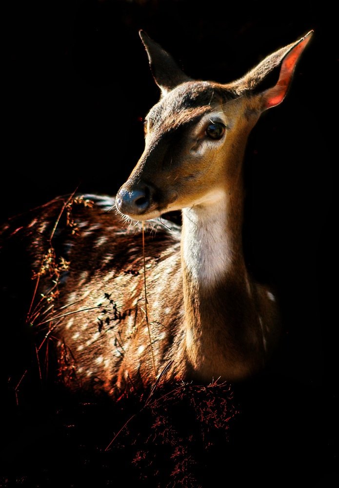 Photograph by Madhurya Mozumder