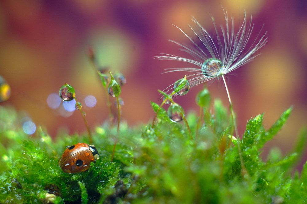 Photograph by Сергей