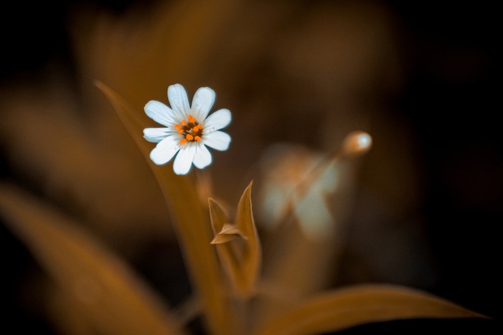 Photograph by Николай Мышляев
