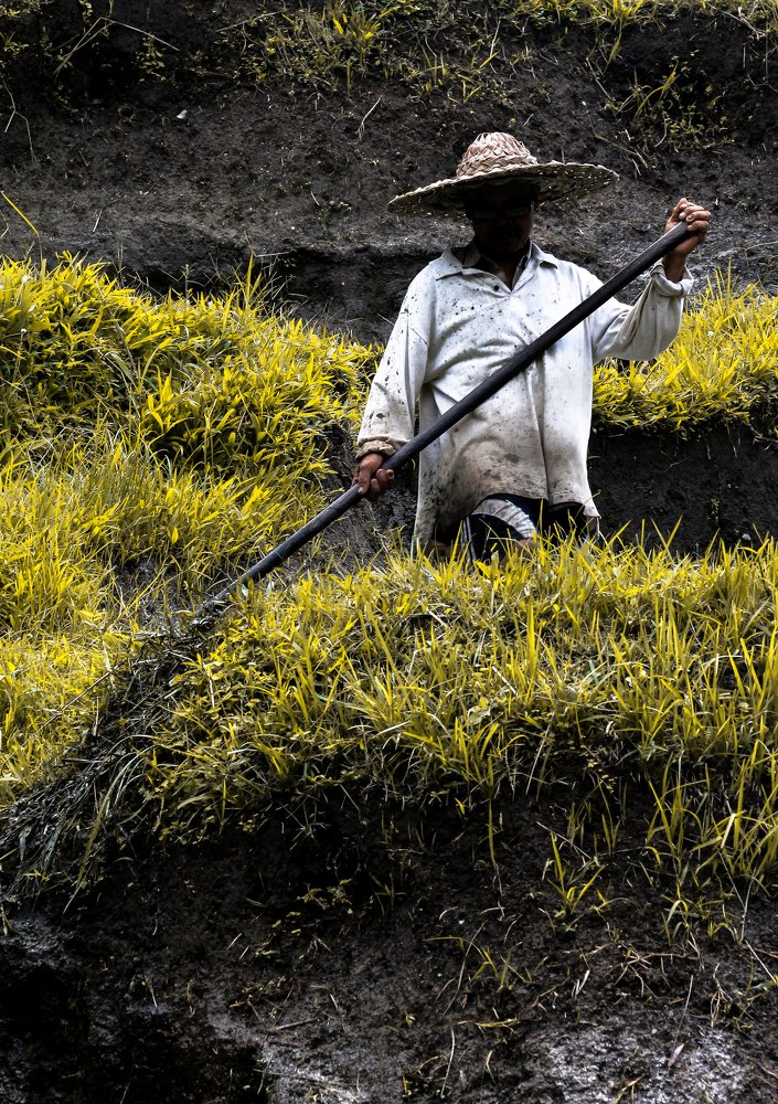 Subak in the rice farms, Indonesia.