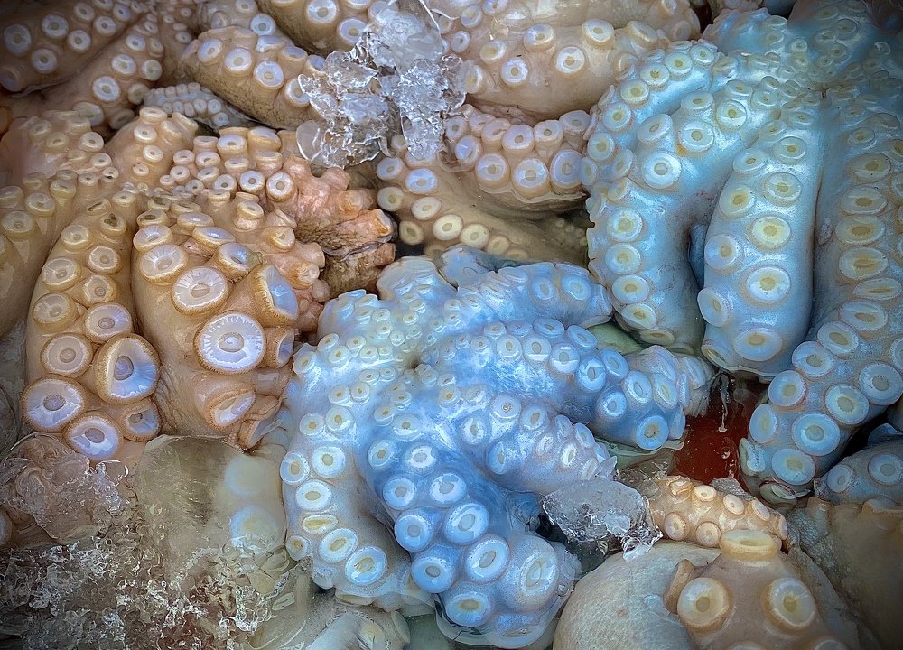 Octopus market