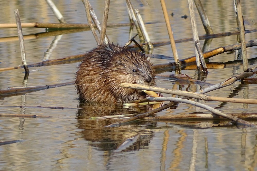 Photograph by Татьяна Калугина