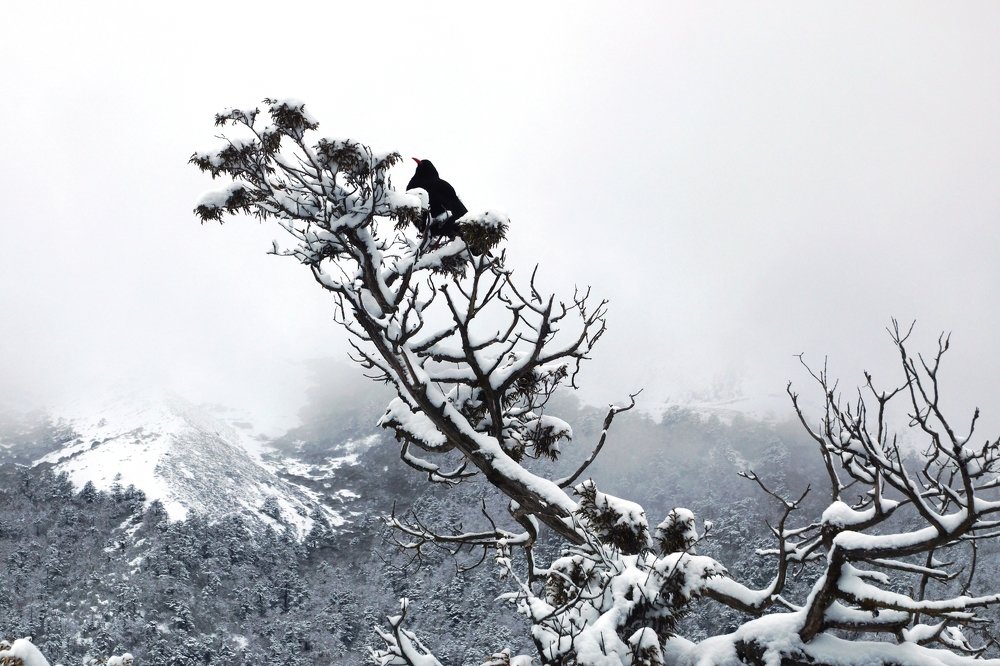 После снегопада