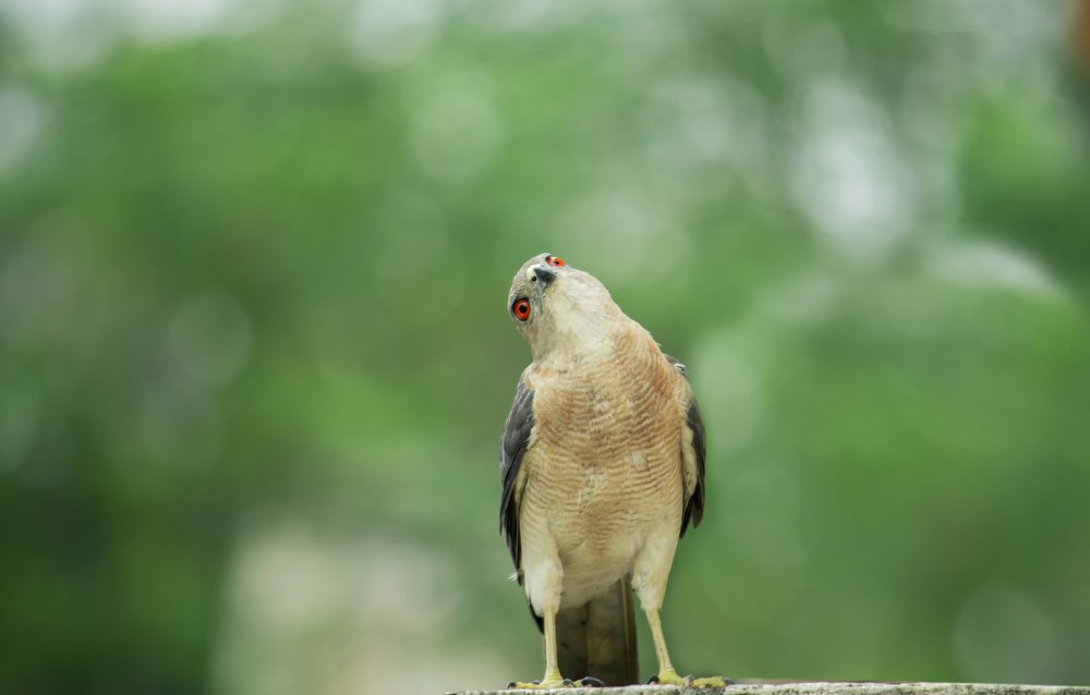 Photograph by Anant prasad Sahoo