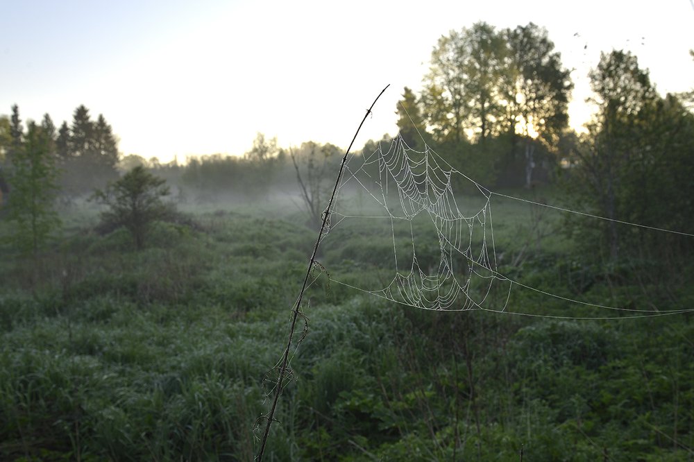 Photograph by Григорий Гурьев