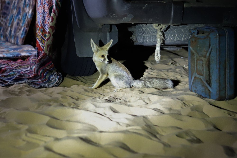 Photograph by Андрей Телибаев