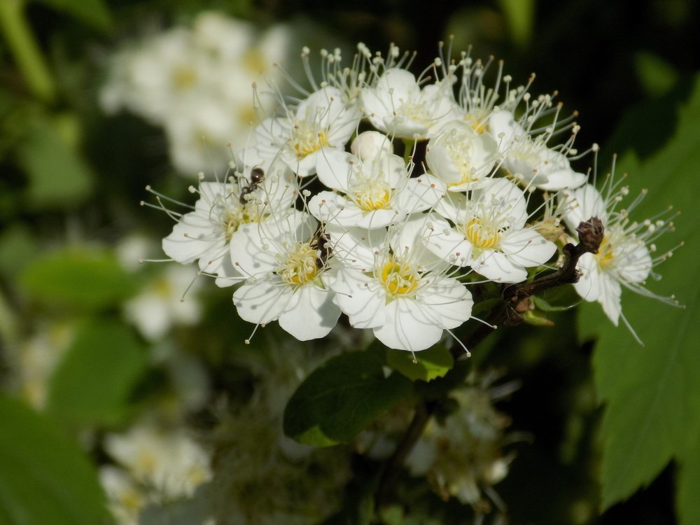 Photograph by Валентина Смирнова