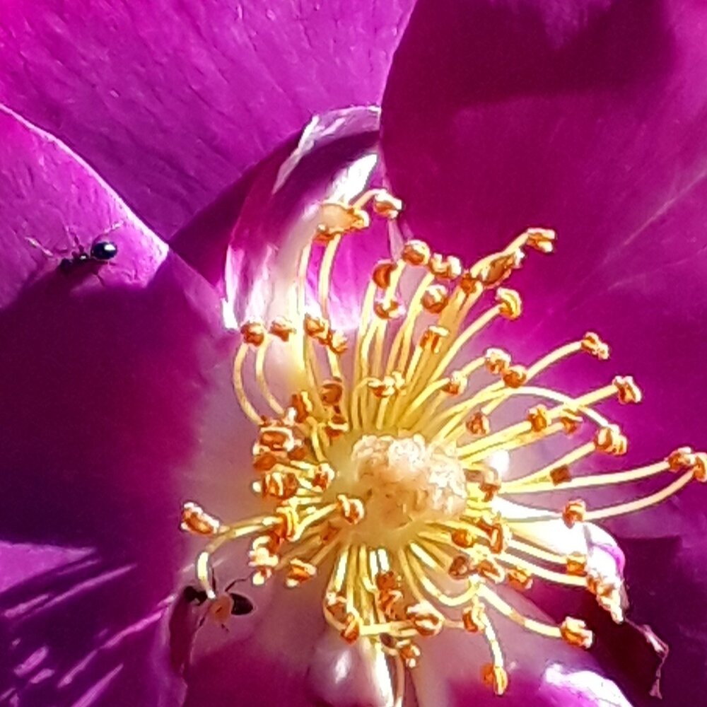 Photograph by Sinè MorrisSwanepoel