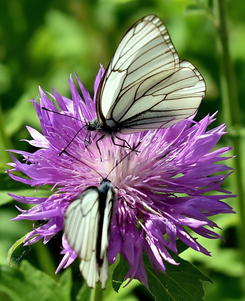 Photograph by НИНА АВЕРЬЯНОВА