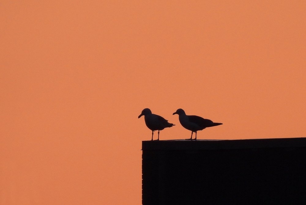 Photo #4652757
