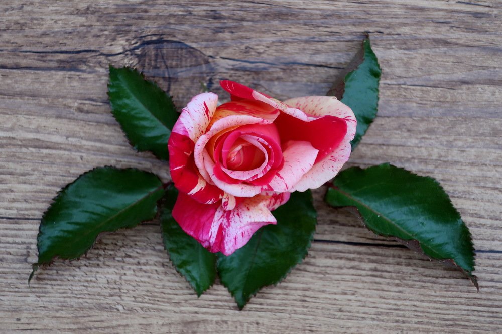 Фотография автора Regina Belomytseva-Dahan