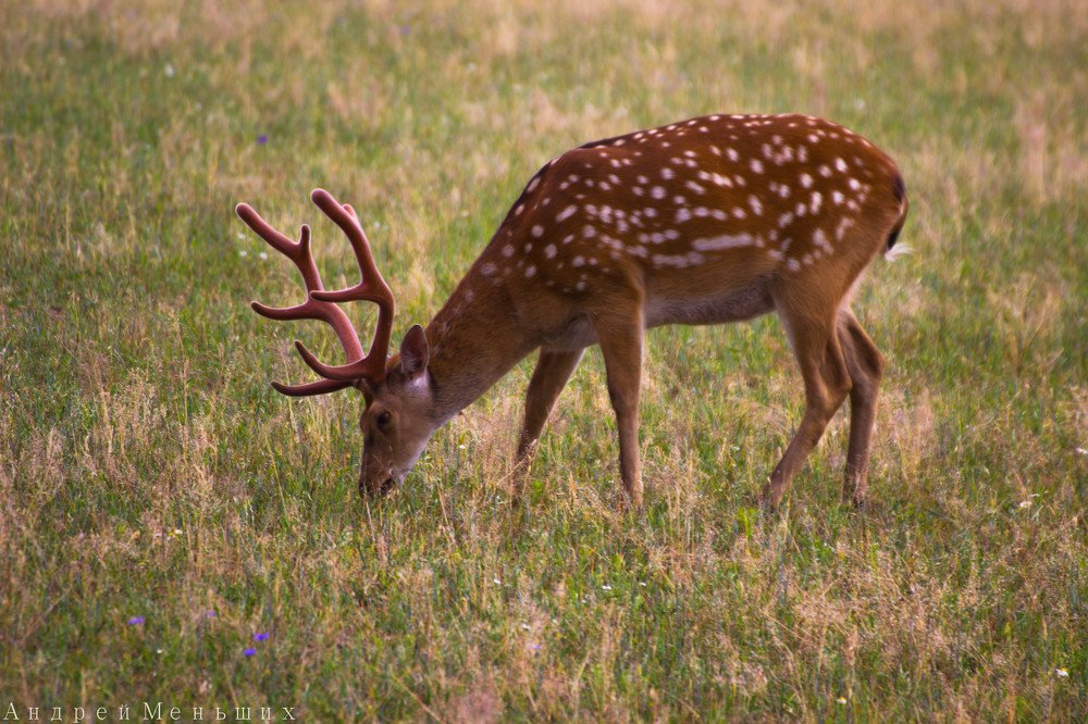 Фотография автора Андрей Меньших