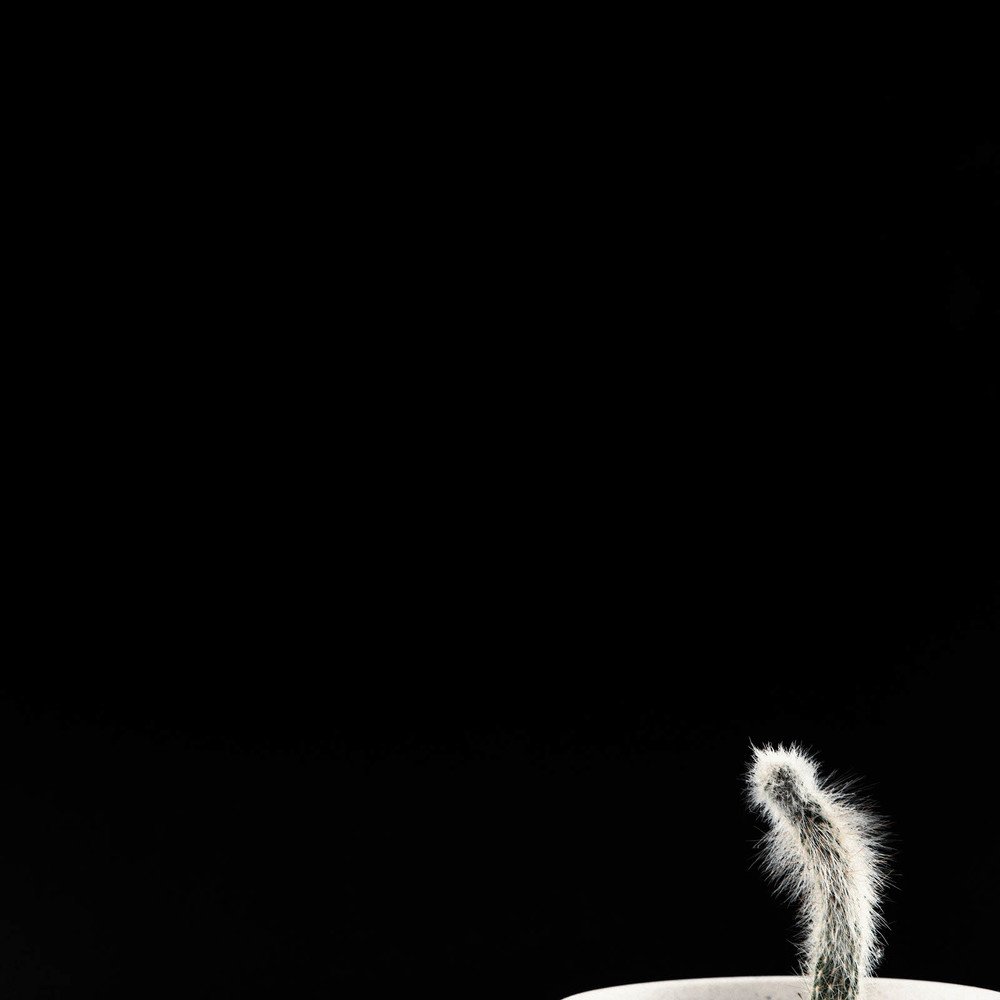 Парии подоконника