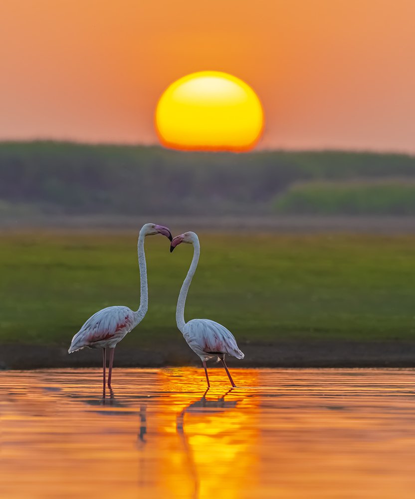Golden Love during sunrise