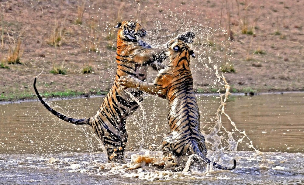 Photograph by Nirmalya Chakraborty