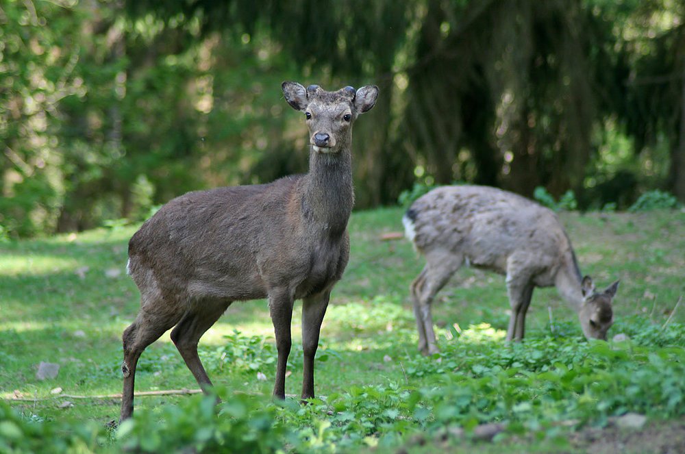 Photograph by Ирина Шумахер