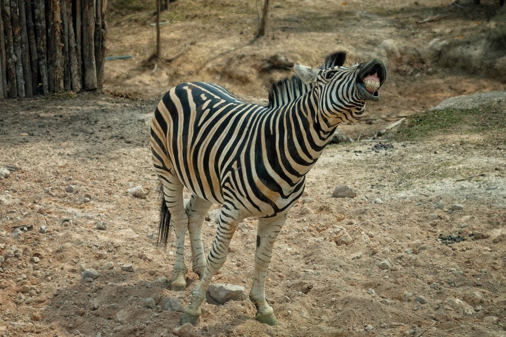 Заразительная улыбка