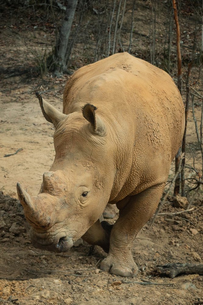 Пыльный красавчик