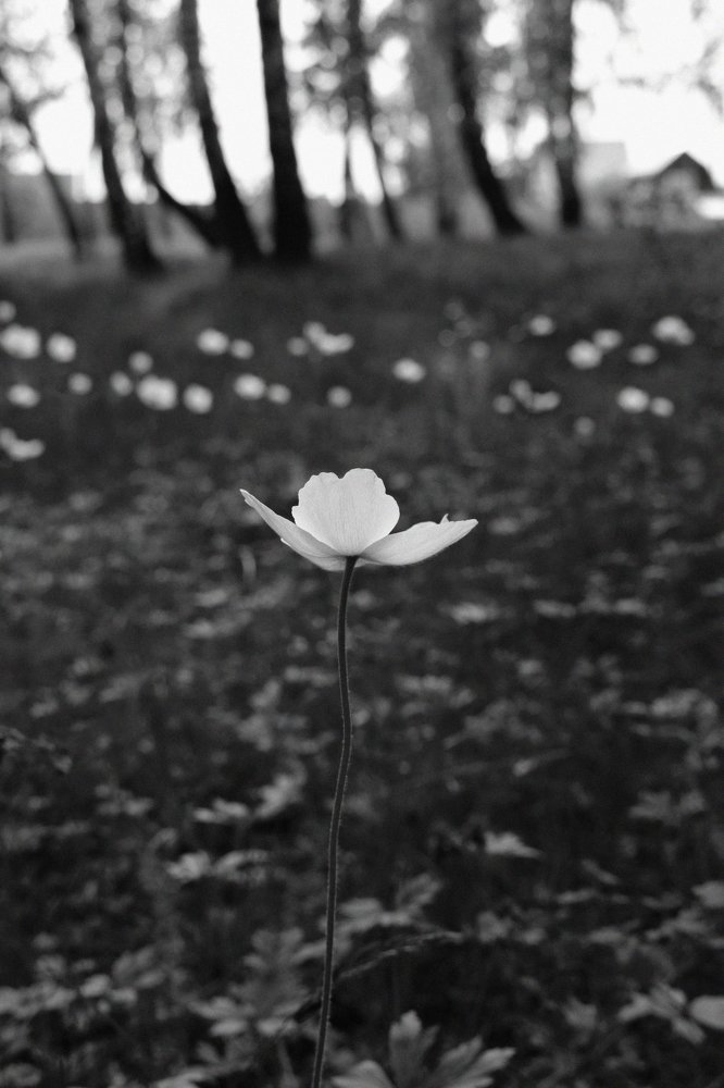 Photograph by Екатерина Вострякова