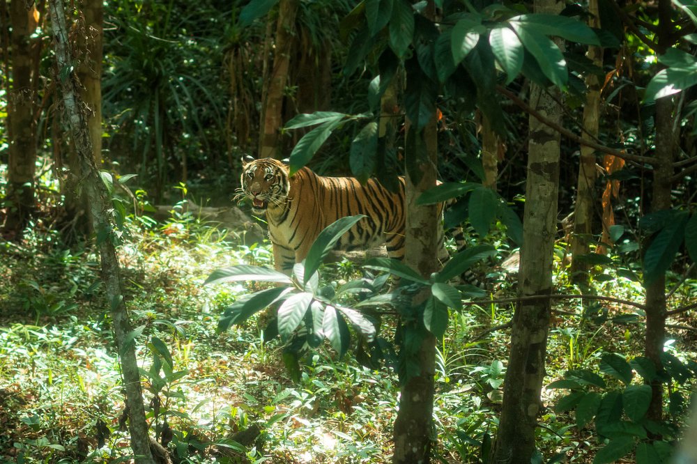 Опасные прятки