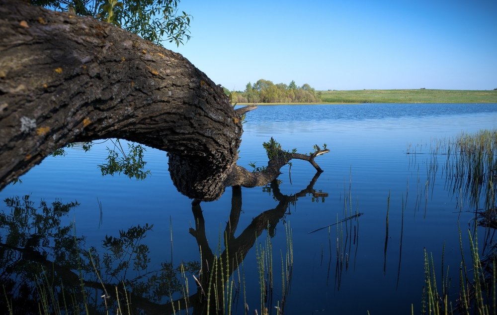 Fallen tree touch the lake water